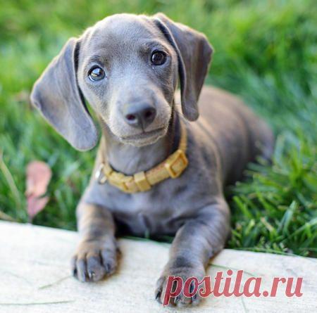 (348) Isabella dachshunds always remind me of squash-and-stretch Weimeraners. So cute! | Dachshund Darlings