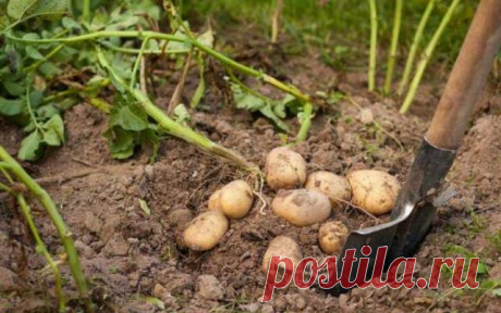 Как определить, когда именно надо копать картошку — Дачный участок