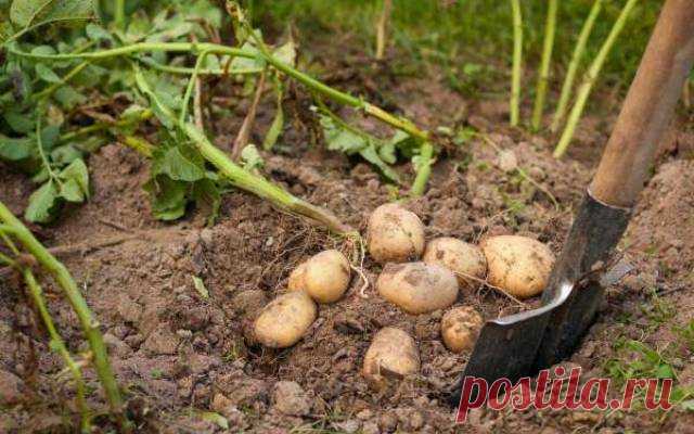 Как определить, когда именно надо копать картошку — Дачный участок