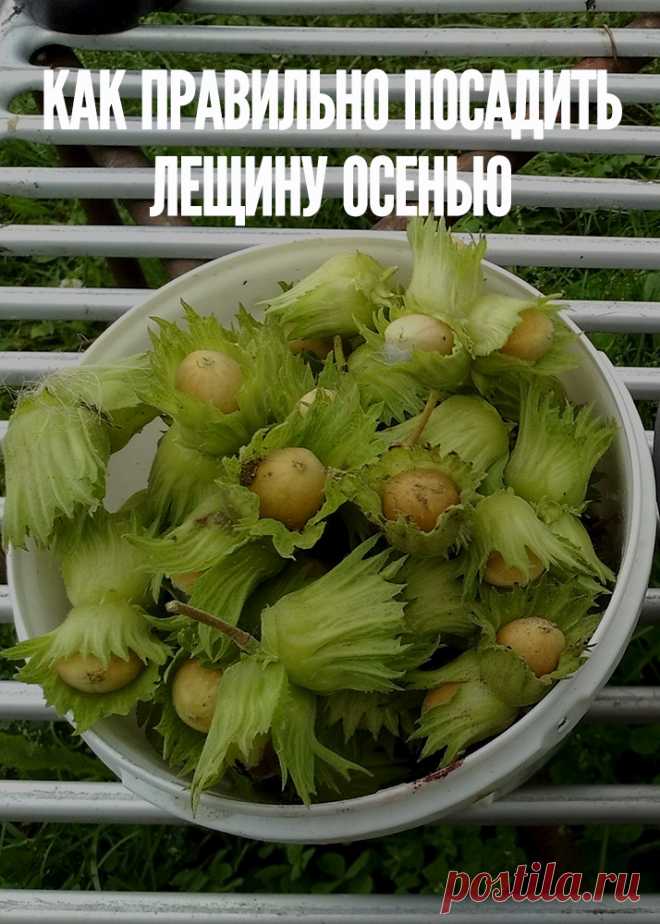 Как правильно посадить лещину осенью?