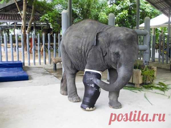 В двухлетнем возрасте Моша наступила на мину и стала инвалидом. Сегодня она первая слониха, получившая новую ногу с помощью современных технологий – и это не 3D-принтер.