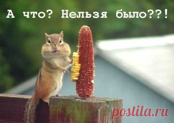 Вероника Петренко