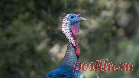 В Израиле выявили высоко патогенный подвид птичьего гриппа. У израильских индюков выявлен опасный штамм птичьего гриппа H5N1. Об этом пишет Reuters со ссылкой на Всемирную организацию здоровья животных (ВОЗЖ). Сообщается, что в районе Зора к западу от Иерусалима вирус уже уничтожил 43 птицы в стае ...