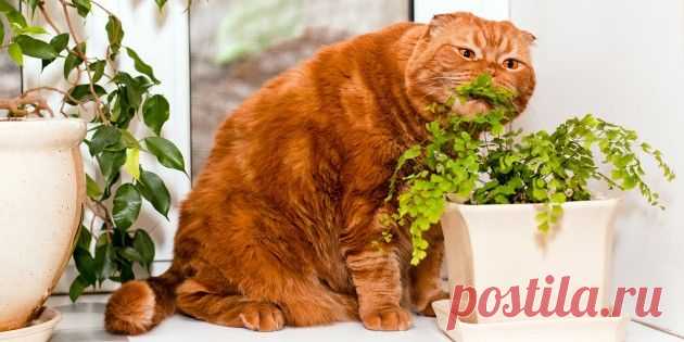 5 типичных ошибок начинающего цветовода - Лайфхакер