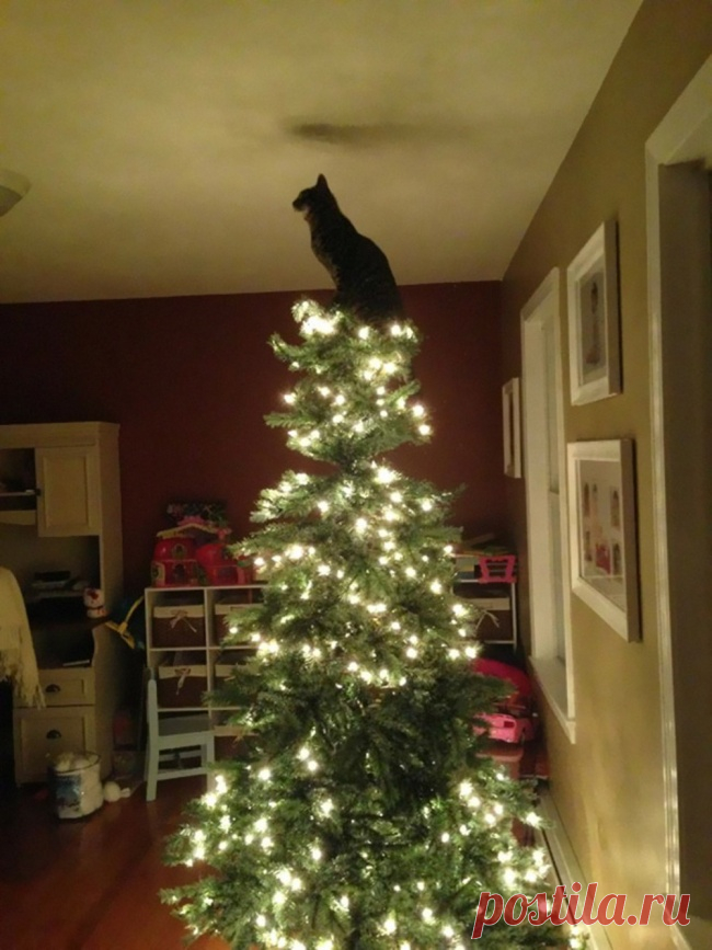 24 кота, которые подняли дерзость на новый уровень