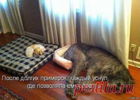 28 примеров потрясающей дружбы больших и маленьких собак