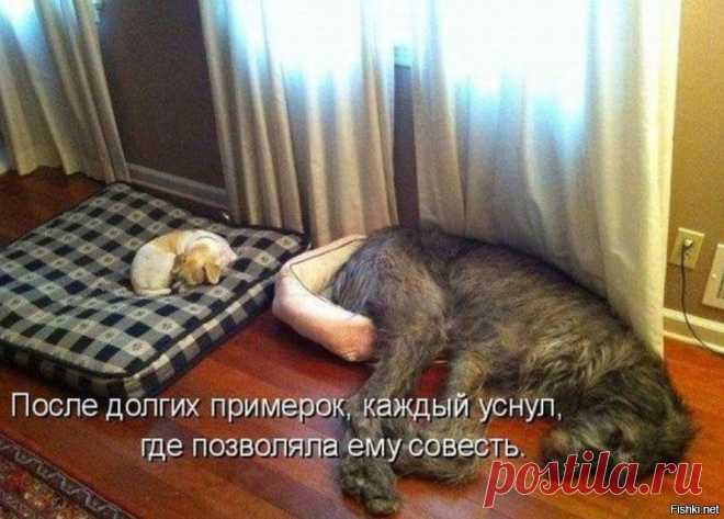 28 примеров потрясающей дружбы больших и маленьких собак