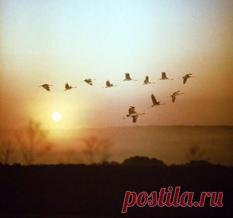 Небо плачет косыми дождями... (Наталия Белякова) / Проза.ру