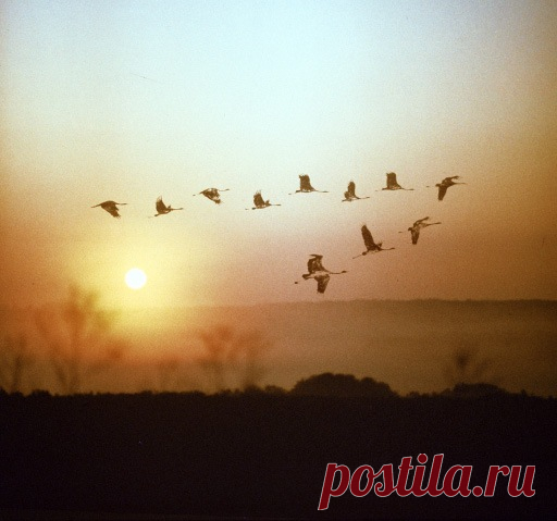 Небо плачет косыми дождями... (Наталия Белякова) / Проза.ру