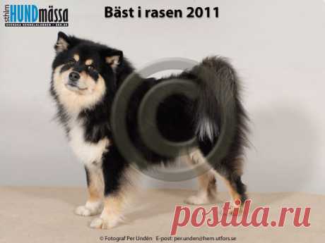 FINSK LAPPHUND Namn: NORD JV-10 DAGOLAS QULTAPOJU  Ägare: CHRISTIAN LAULUTEN, NO-3650 TINN AUSTBYGD NORGE Uppfödare: VIRKKUNEN MIIA, FINLAND