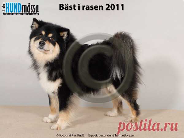 FINSK LAPPHUND Namn: NORD JV-10 DAGOLAS QULTAPOJU  Ägare: CHRISTIAN LAULUTEN, NO-3650 TINN AUSTBYGD NORGE Uppfödare: VIRKKUNEN MIIA, FINLAND