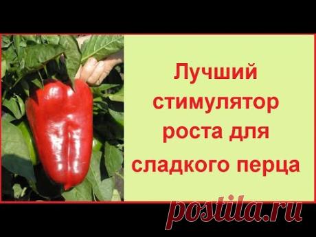 Если у вас есть проблемы с перчиком, надо опрыскать на ночь...