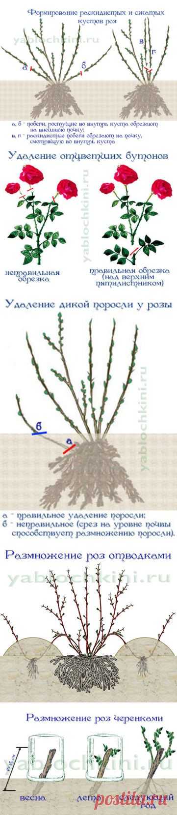 выращиваем розы |