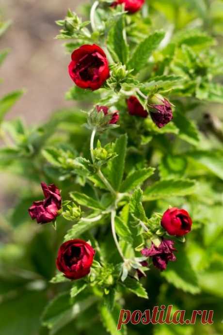 Лапчатка гибридная - Садоводка