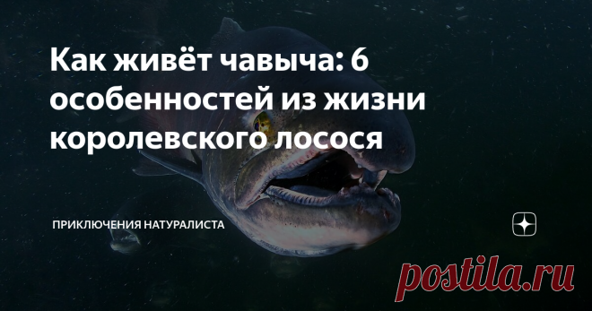 Как живёт чавыча: 6 особенностей из жизни королевского лосося Королевский лосось — рыба крайне непостоянная. То речную воду ей подавай, то морскую. Владычица нашлась тут! Хотя… С такими габаритами вполне на такой статус может претендовать: с 1 м в длину, ± до 50 кг веса — согласитесь, внешний вид впечатляющий. Кстати, те, кто часто сталкивается с ней один на один, дают рыбе другое название — «морское бревно».