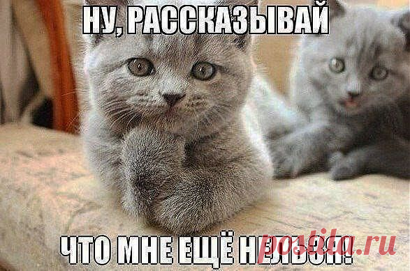 (+1) тема - Десять мифов о правильном питании | Диеты со всего света