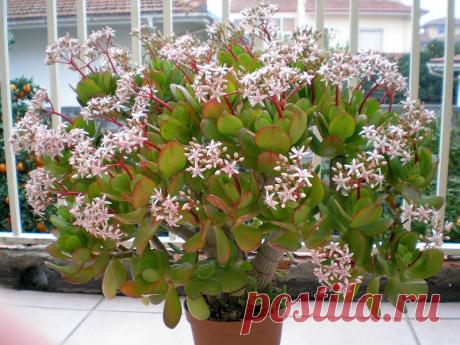 Денежное Дерево: лечебные свойства и противопоказания