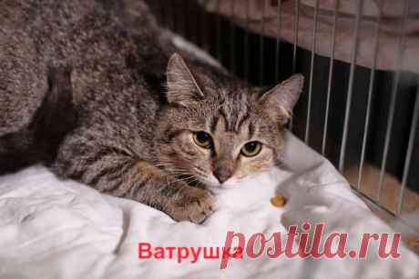 КАК СТРАШНО...ИЗ ДОМА - В ПРИЮТ...

‼️Приют СОС...‼️
... несчастная кошечка, которая очень тяжело переживает пребывание в приюте...
Бывшедомашняя...она не понимает что с ней происходит, не может привыкнуть, страшно стрессует...!Facebook