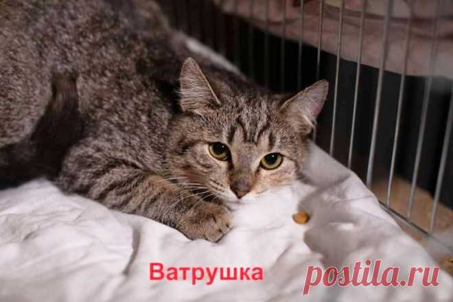 КАК СТРАШНО...ИЗ ДОМА - В ПРИЮТ...

‼️Приют СОС...‼️
... несчастная кошечка, которая очень тяжело переживает пребывание в приюте...
Бывшедомашняя...она не понимает что с ней происходит, не может привыкнуть, страшно стрессует...!Facebook