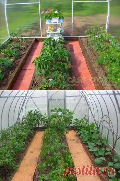 Какие культуры можно выращивать в одной теплице