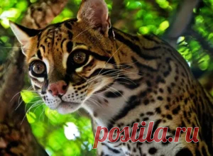 Оцелоты: Правда или Ложь? Увлекательные факты о этих удивительных кошках. 10 вопросов с ответами | Тесты и викторины