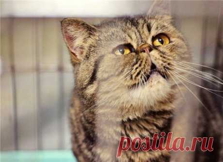 ˙˙·٠•● ☆ Official Public Page Кот экзот Sancho☆