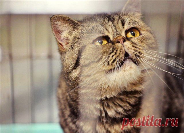 ˙˙·٠•● ☆ Official Public Page Кот экзот Sancho☆