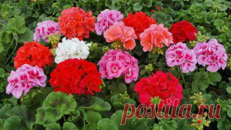 Готовимся к дачному сезону: Цветы, которые нужно высадить в декабре и январе | цветник