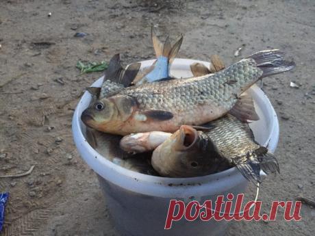 Раскрываю рецепт самодельной прикормки на крупного карася и леща | Рыбалка XXI века | Яндекс Дзен