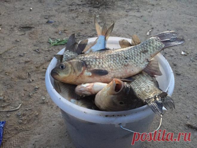 Раскрываю рецепт самодельной прикормки на крупного карася и леща | Рыбалка XXI века | Яндекс Дзен