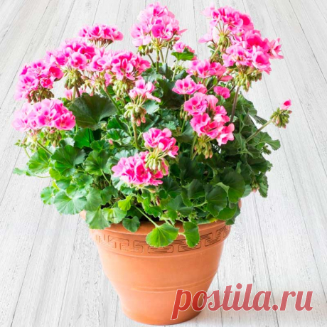 Комнатное растение Пеларгония (Pelargonium). Народное название - &quot;комнатная герань&quot;, научное - происходит от греческого слова pelagros - &quot;аист&quot; и намекает на вытянутую форму плодов, напоминающих длинный клюв птицы. Пеларгонии - растения неприхотливые и легко размножаются стеблевыми черенками, за пеларгониями несложно ухаживать. Пересаживают пеларгонии обычно весной и только в случае необходимости. При хорошем освещении они способны цвести крупными душистыми цветками.
