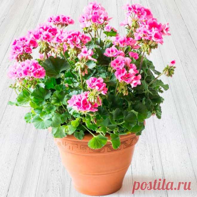 Комнатное растение Пеларгония (Pelargonium). Народное название - "комнатная герань", научное - происходит от греческого слова pelagros - "аист" и намекает на вытянутую форму плодов, напоминающих длинный клюв птицы. Пеларгонии - растения неприхотливые и легко размножаются стеблевыми черенками, за пеларгониями несложно ухаживать. Пересаживают пеларгонии обычно весной и только в случае необходимости. При хорошем освещении они способны цвести крупными душистыми цветками.