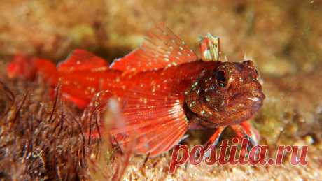 Жених при параде. Tripterygіon tripteronotus (Risso, 1810).
