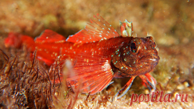 Жених при параде. Tripterygіon tripteronotus (Risso, 1810).