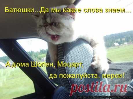Новая смешная котоматрица