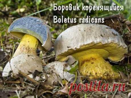 Несъедобные грибы