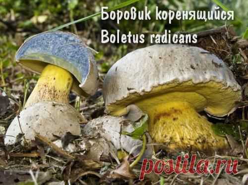 Несъедобные грибы