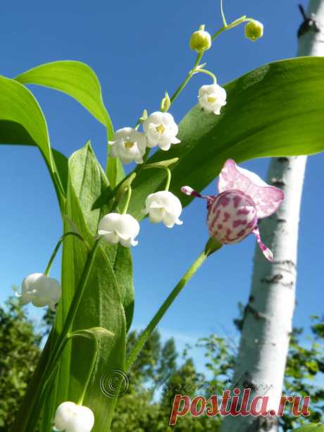ландыши и кукушкины башмачки, амурская обл.2013г.