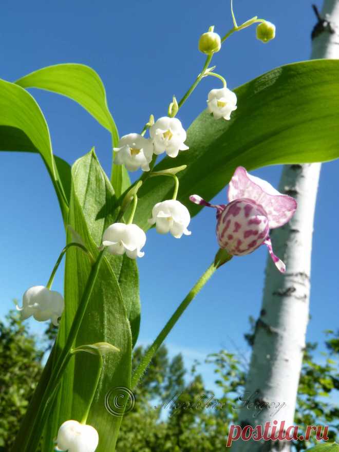 ландыши и кукушкины башмачки, амурская обл.2013г.