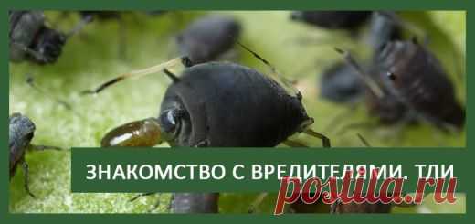 Недостаток железа (Fe) на томатах (железистый хлороз) - TEPLICHNIKI.RU | ВЫРАЩИВАНИЕ ОГУРЦОВ И ТОМАТОВ В ТЕПЛИЦЕ