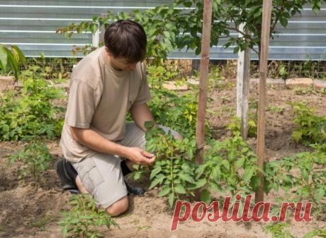 Стоит ли выращивать низкорослые томаты – 8 аргументов "за" | Томаты (Огород.ru)