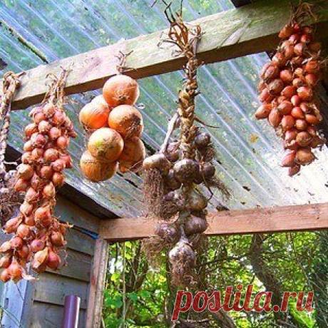 Хранить лук можно красиво