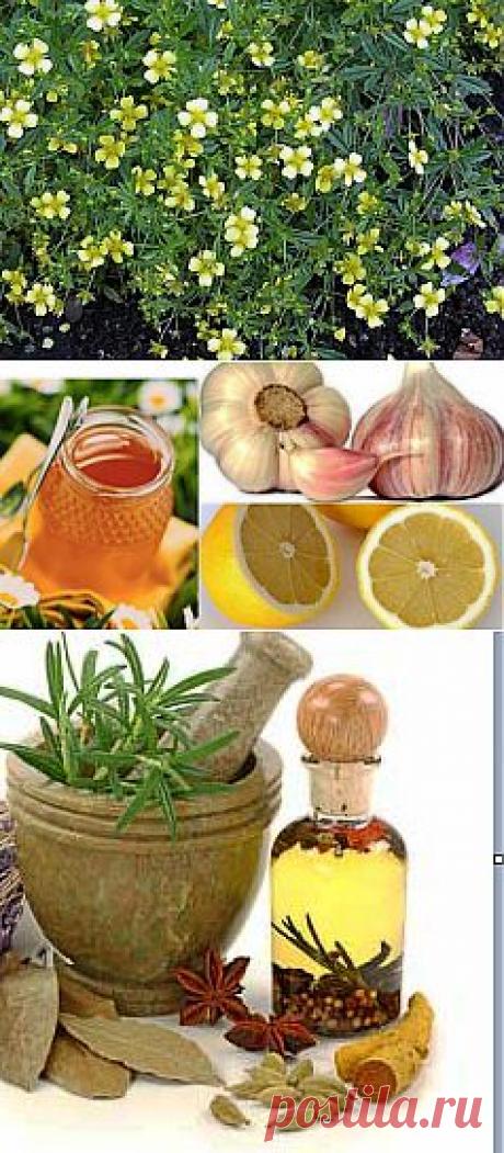 здоровье | Сад огород советы кулинария
