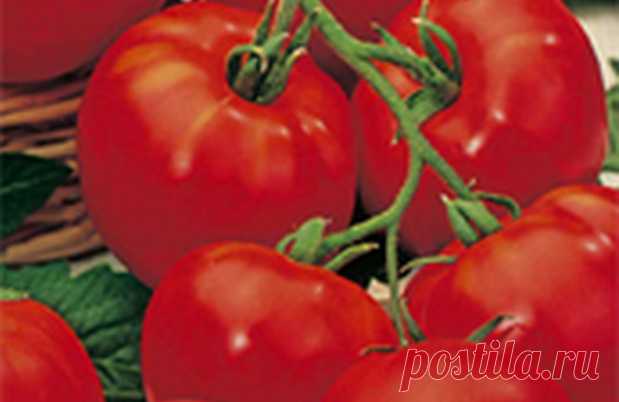Лучшие сорта томатов для теплицы из поликарбоната - как выбрать, отзывы овощеводов, фото