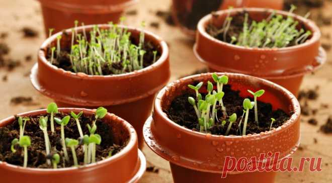 Что посеять в январе и феврале, если чешутся руки? на Supersadovnik.ru