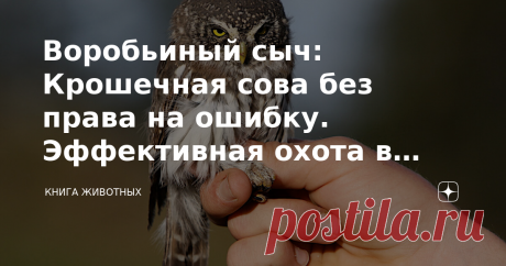 Воробьиный сыч: Крошечная сова без права на ошибку. Эффективная охота в еловом лесу Быть маленьким — значит быть эффективным. Большие хищники могут позволить себе косячить, ведь у них есть запасы жира и на них не охотятся другие мясоеды. Но если ты малыш, тебе важна каждая минута, каждый грамм массы, твоя жизнь рискует прерваться в любой миг. Но воробьиные сычи справляются. Причём настолько эффективно, что их можно встретить от Италии до Амура. Если вы гуляете по старому е...