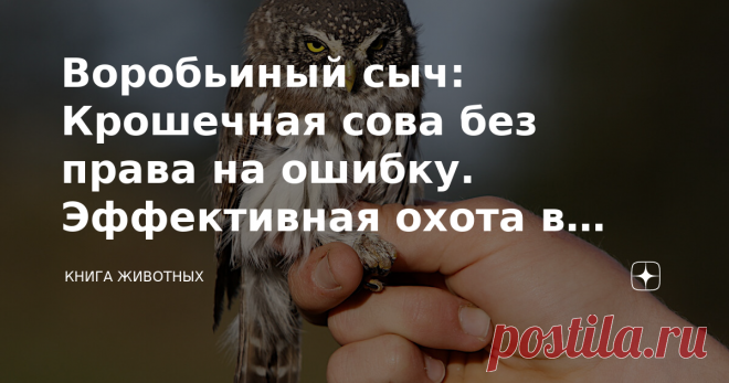 Воробьиный сыч: Крошечная сова без права на ошибку. Эффективная охота в еловом лесу Быть маленьким — значит быть эффективным. Большие хищники могут позволить себе косячить, ведь у них есть запасы жира и на них не охотятся другие мясоеды. Но если ты малыш, тебе важна каждая минута, каждый грамм массы, твоя жизнь рискует прерваться в любой миг. Но воробьиные сычи справляются. Причём настолько эффективно, что их можно встретить от Италии до Амура. Если вы гуляете по старому е...