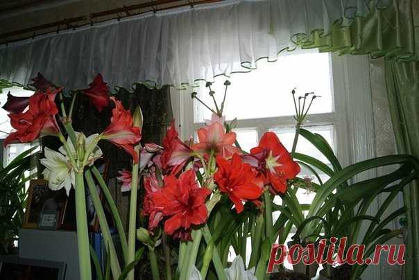 Одноклассники