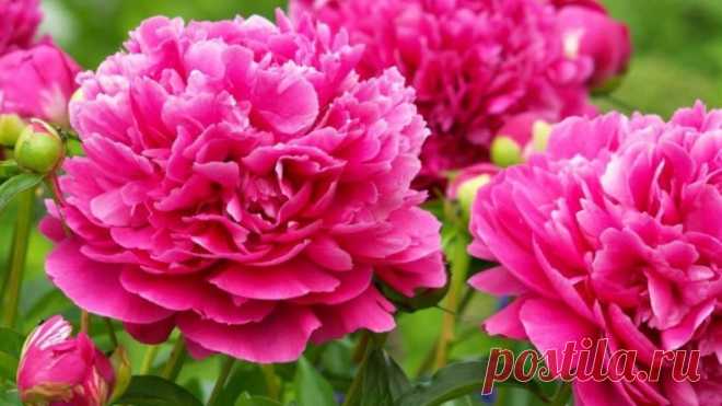 Пионы – властелины цветников. Где и как сажать один из любимых красивоцветущих кустарников
В магазинах уже потихоньку появляется посадочный материал - саженцы роз, пионов, гортензий, различные луковичные.Если вы уже определились с тем, что хотите посадить в этом сезоне, то пора выбирать сорта и место в своем саду для нового 
