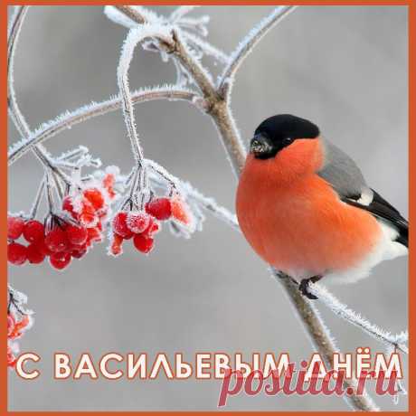 Васильев день я желаю вам отпраздновать в кругу самых близких людей, впуская колядующих и обмениваясь добрыми пожеланиями!